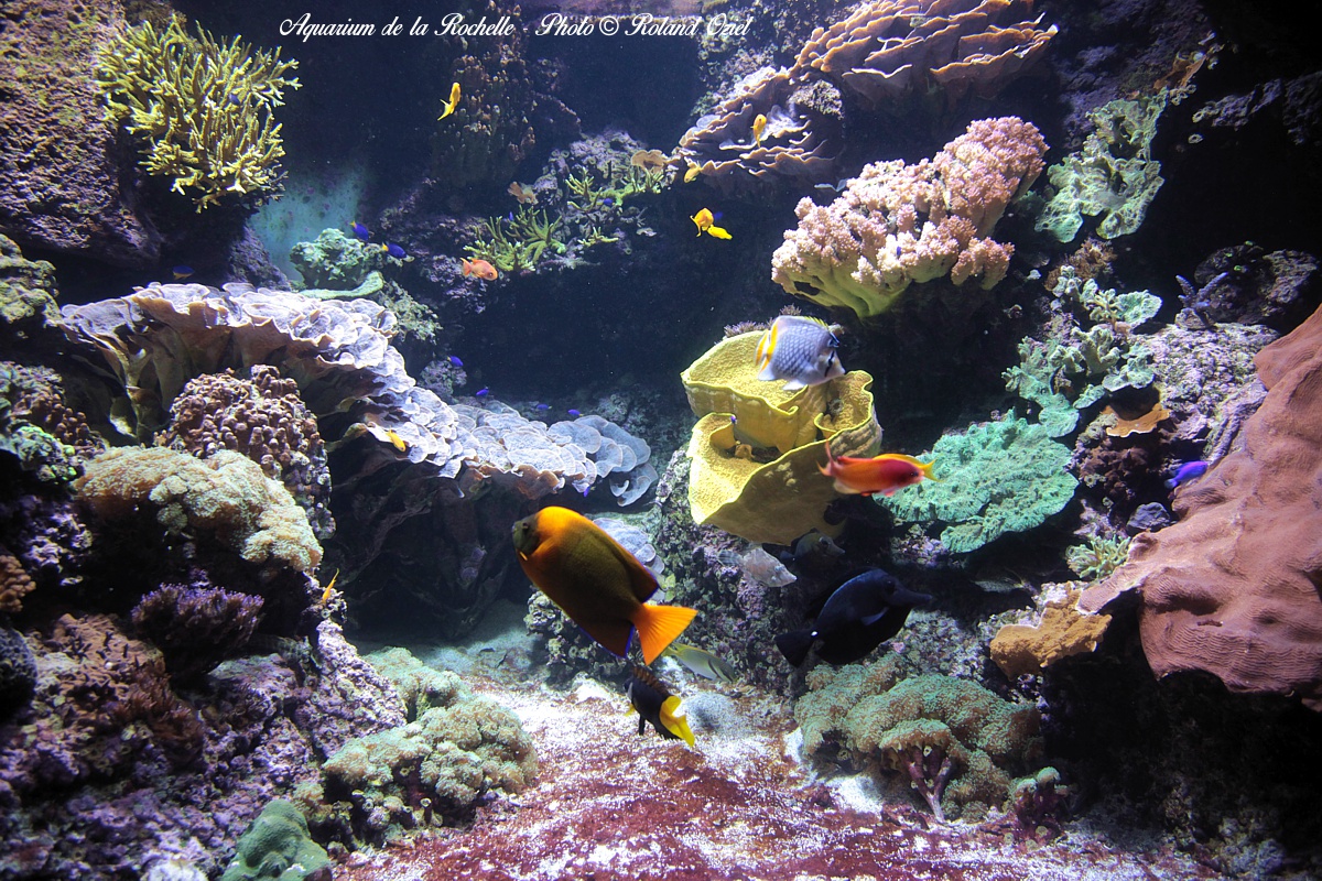 visite de l'aquarium de la Rochelle près du camping